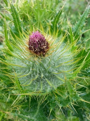 Cirsium brevistylum