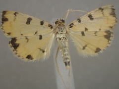 Pardomima amyntusalis