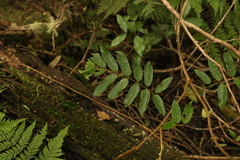 Austrosteenisia glabristyla