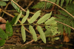 Austrosteenisia glabristyla