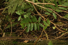 Austrosteenisia glabristyla