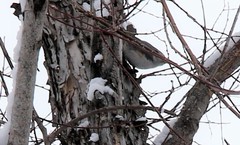 Sitta europaea albifrons