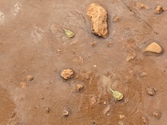 Triops australiensis