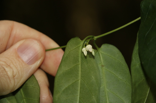 Image of Parsonsia ventricosa by (c) Greg Tasney, some rights reserved (CC BY-SA)