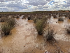 Triops australiensis