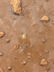 Triops australiensis