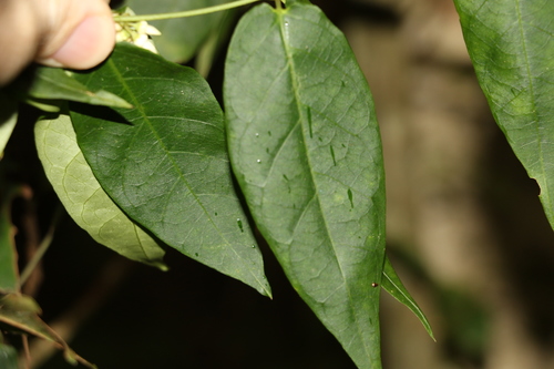 Image of Parsonsia ventricosa by (c) Greg Tasney, some rights reserved (CC BY-SA)