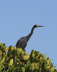 Egretta garzetta dimorpha