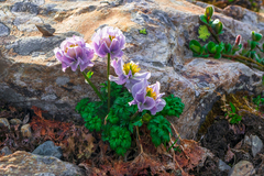 Trollius lilacinus