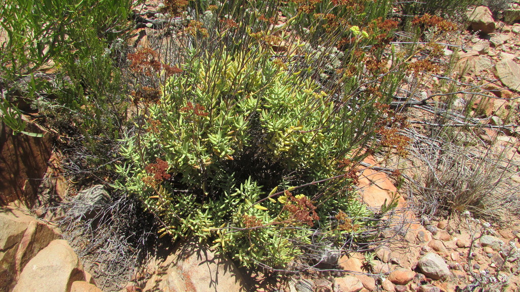 Crassula mollis