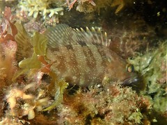 Epinephelus rivulatus