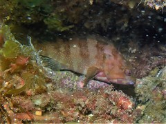 Epinephelus rivulatus