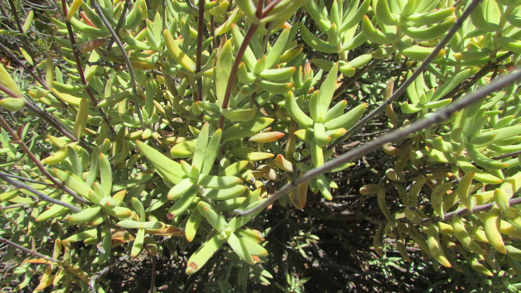 Crassula mollis 2