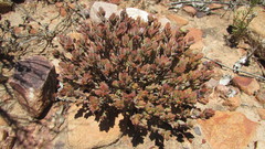 Crassula biplanata