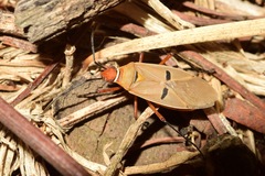 Dysdercus bimaculatus