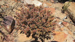 Crassula biplanata