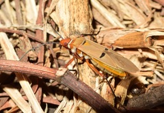 Dysdercus bimaculatus