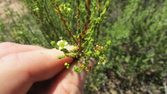 Diosma prama