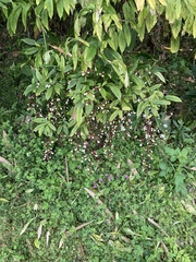 Clerodendrum schmidtii
