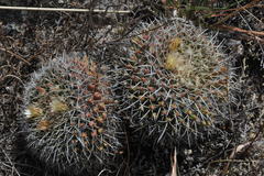 Mammillaria karwinskiana nejapensis