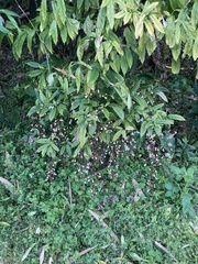 Clerodendrum schmidtii
