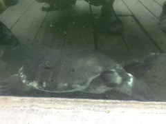 Carettochelys insculpta