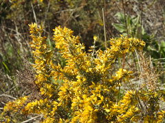 Ulex argenteus argenteus