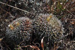 Mammillaria karwinskiana nejapensis