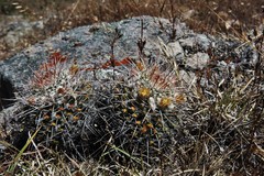 Mammillaria karwinskiana nejapensis