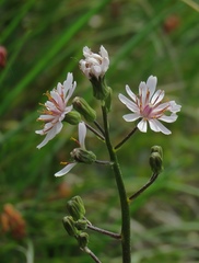 Crepis froelichiana dinarica