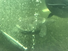 Carettochelys insculpta