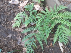 Pteris carsei