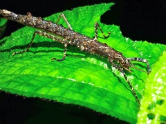 Dinophasma ruficorne