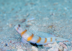 Amblyeleotris sungami