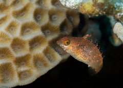 Calotomus viridescens