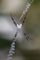 Argiope mangal