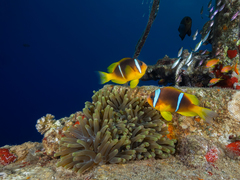 Amphiprion bicinctus