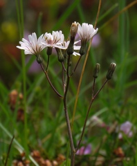 Crepis froelichiana dinarica