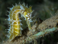 Hippocampus jayakari