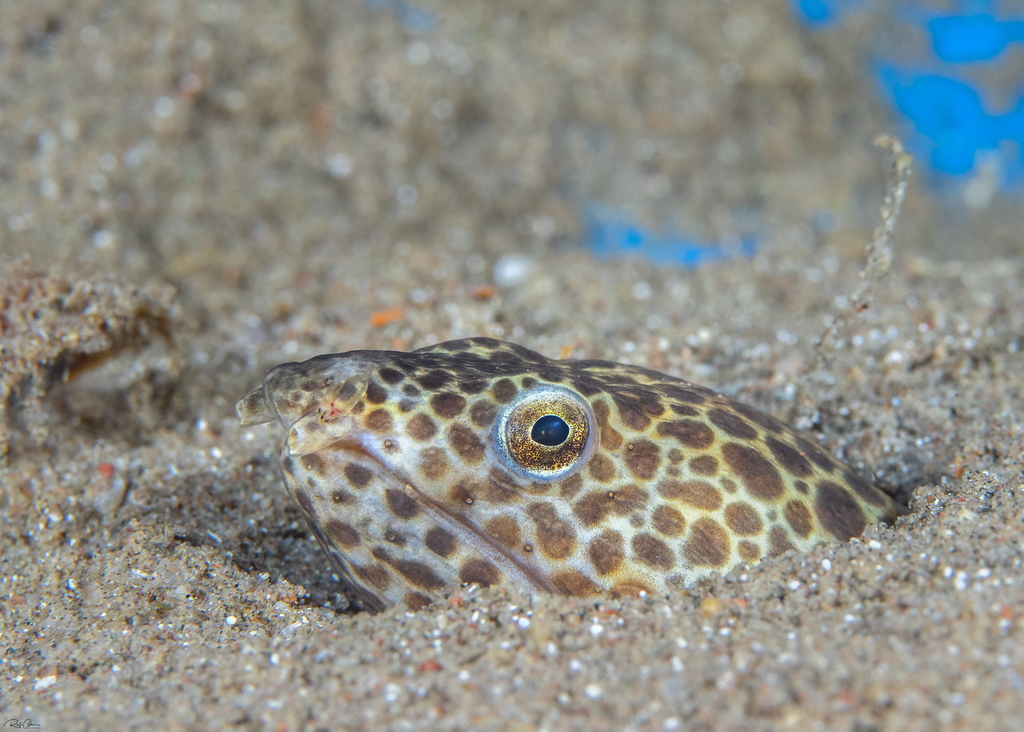 Erabu snake eel (Ophichthus erabo) — Ophichthidae