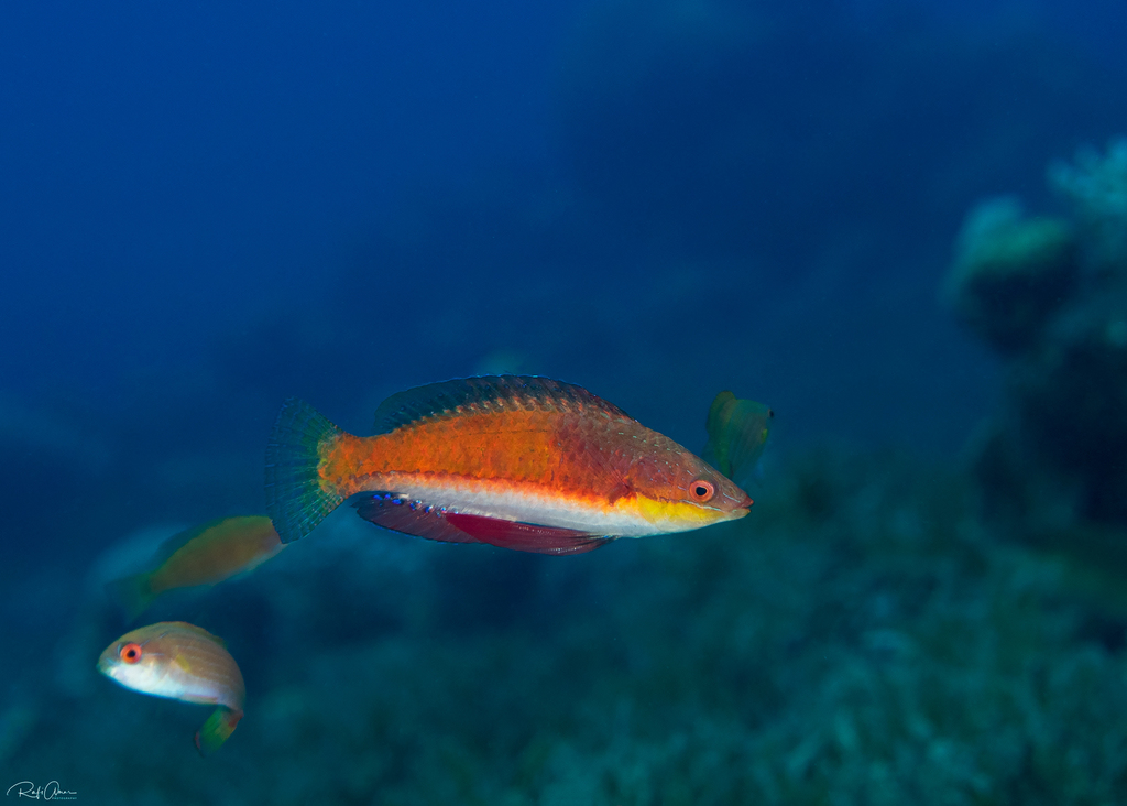Social Wrasse