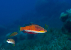 Social Wrasse photo 1