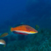 Social Wrasse - Photo (c) Rafi Amar, some rights reserved (CC BY-NC), uploaded by Rafi Amar