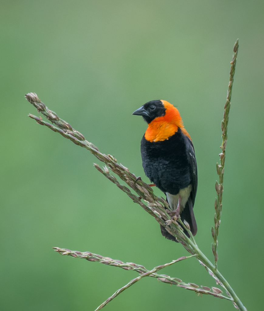 Black Bishop