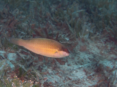 Calotomus viridescens