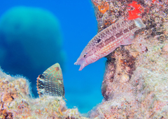 Oxycheilinus mentalis