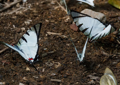 Graphium agetes
