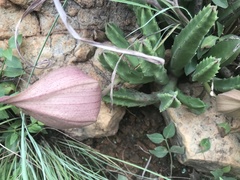 Stapelia grandiflora