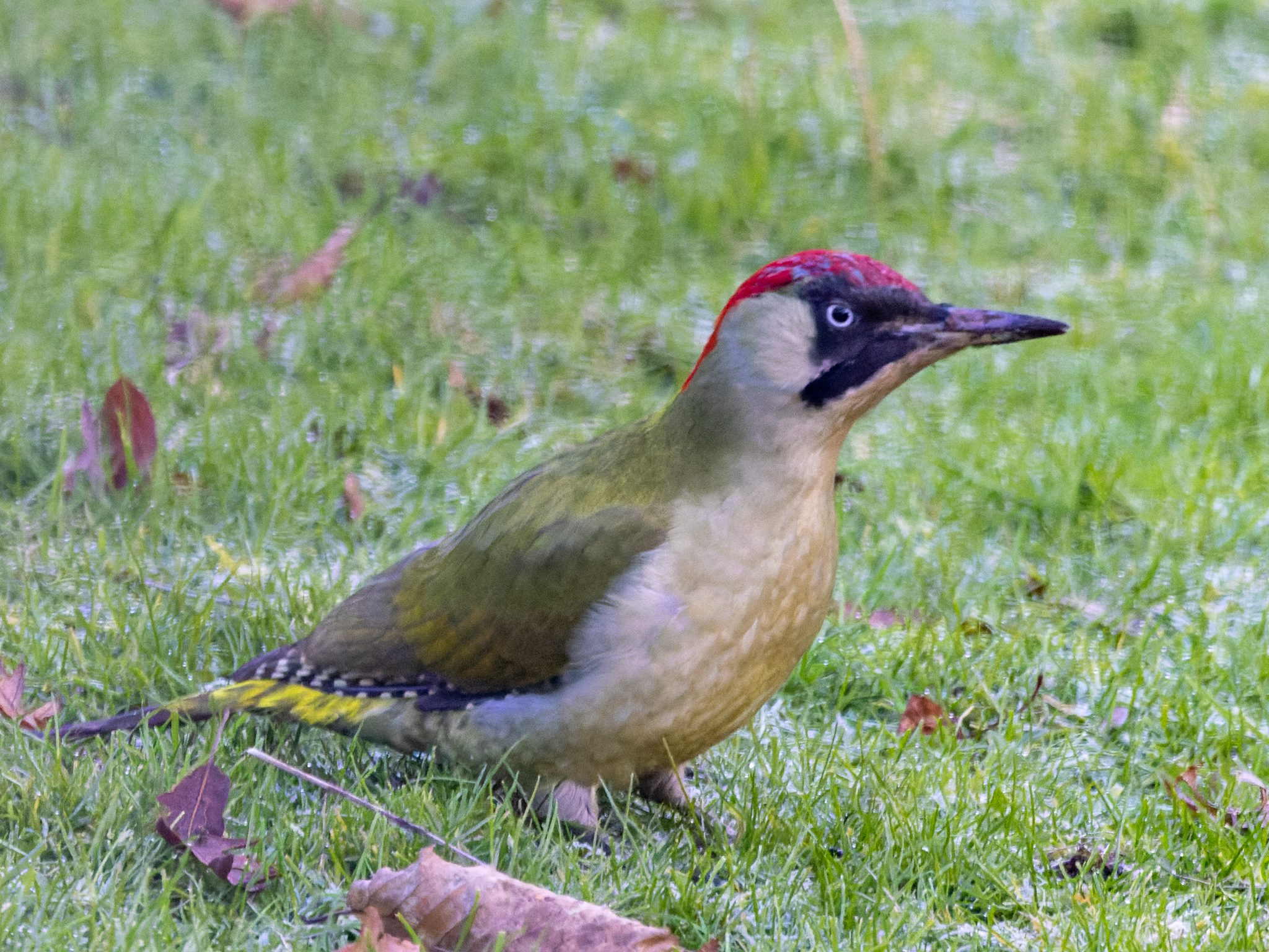 Eurasian Green Woodpecker (Picus viridis)