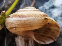 Cernuella aginnica